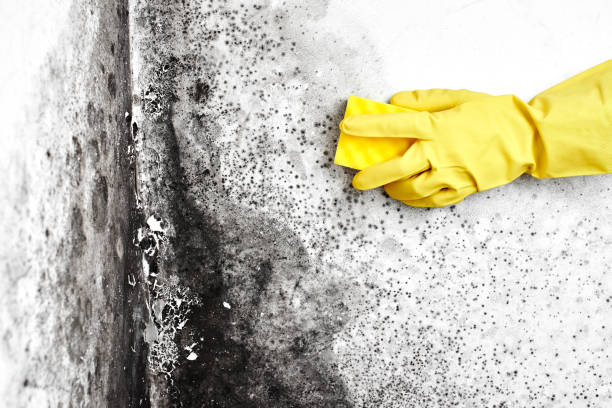 Mold Documentation for Insurance Claims in Longview, TX