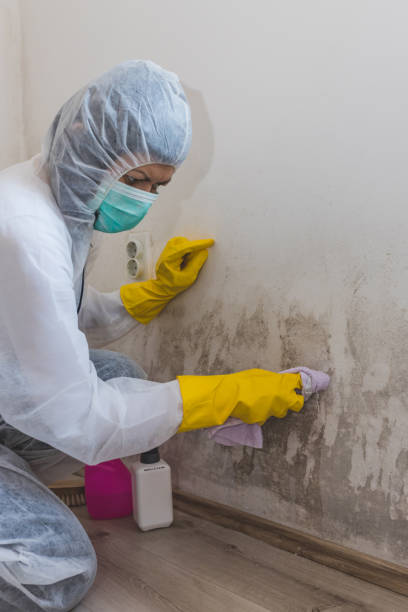 Mold Remediation for Vacation Homes in Longview, TX