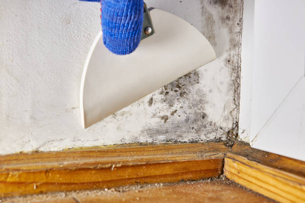 Best Attic Mold Removal  in Longview, TX